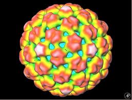 gmo viral gene vi