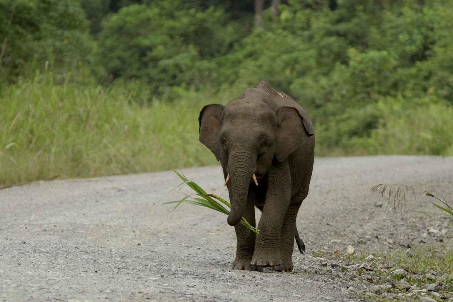 Pygmy Elephant